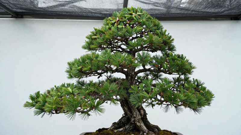 黑松南北修剪差异_黑松春季修剪还是秋季修剪_黑松修剪时间