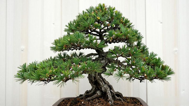 黑松剪芽时间_黑松剪芽技巧_黑松剪芽的正确方法