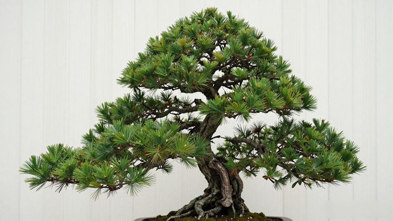 黑松盆景下最佳地被植物_耐荫耐旱草种推荐_麦冬沿阶草玉簪_黑松搭配地被植物_草种选择_麦冬玉簪佛甲草_养护指南_黑松配什么草好看