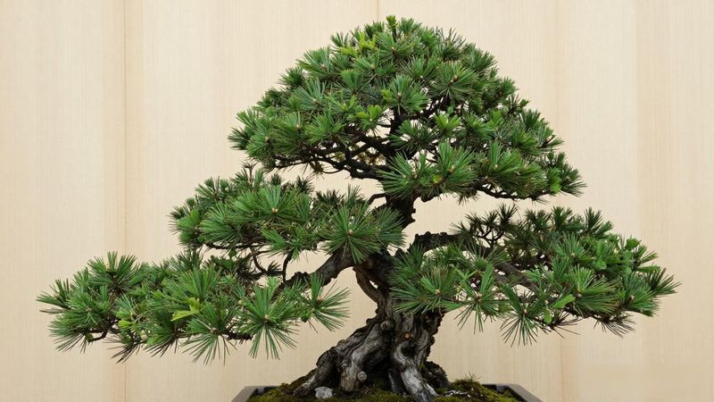 黑松盆景寓意是什么_黑松盆景寓意长青坚韧镇宅_黑松盆景送礼与家居摆放技巧