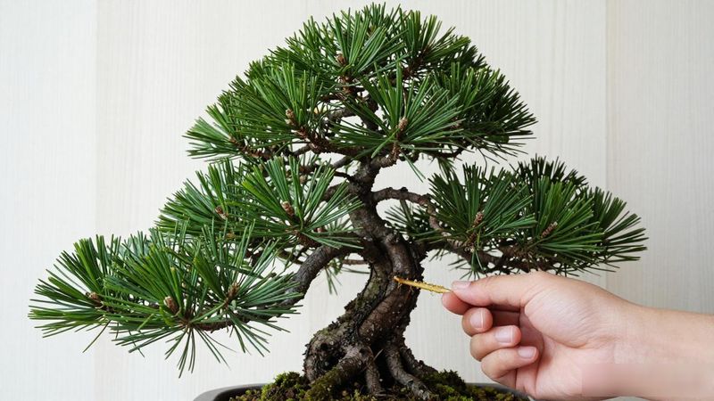 黑松幼苗根系生长质量_买黑松苗怎么挑根系_挑选黑松幼苗指标