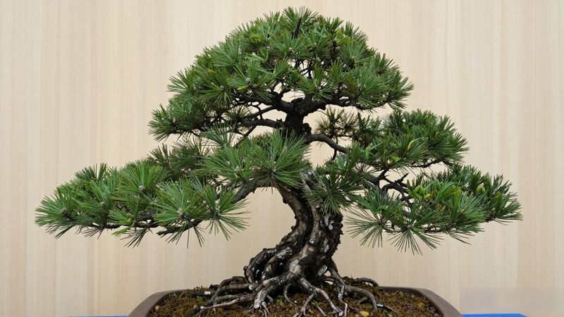 挑选黑松幼苗指标_黑松幼苗根系生长质量_买黑松苗怎么挑根系