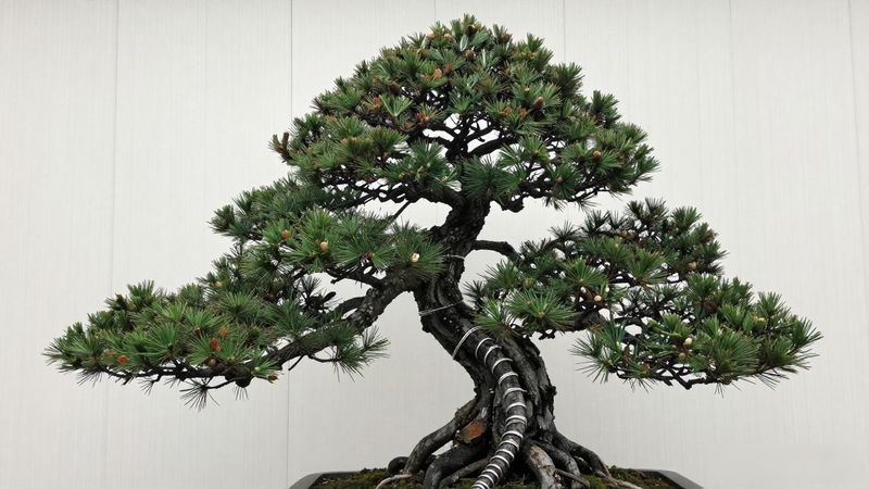 黑松盆景蟠扎枝条抑制顶端生长技巧_黑松盆景怎么保养出老态_黑松盆景提根露根老桩造型