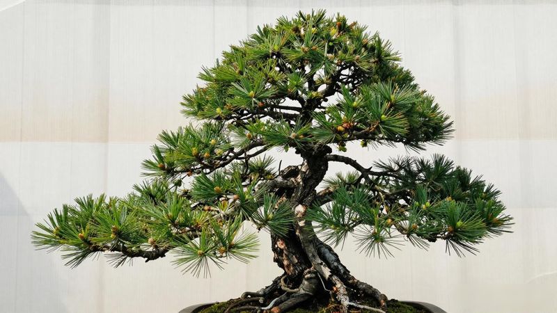 黑松春季摘心时机判断_黑松摘心后养护管理方法_黑松春季摘心方法