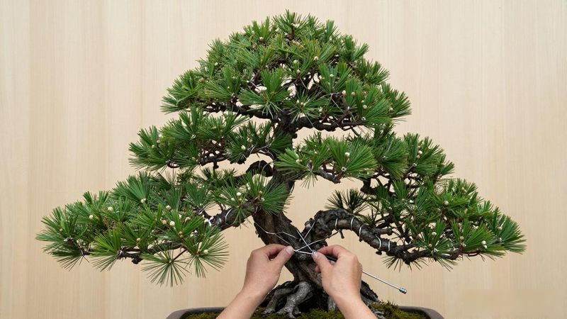 黑松小苗培育几年能卖_黑松小苗规格上市年数_黑松小苗定植到销售时间