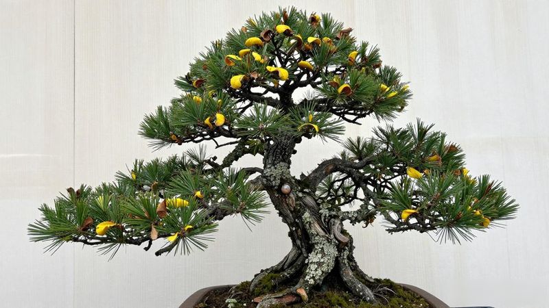 黑松红蜘蛛防治方法_黑松红蜘蛛识别与处理_黑松长红蜘蛛怎么办