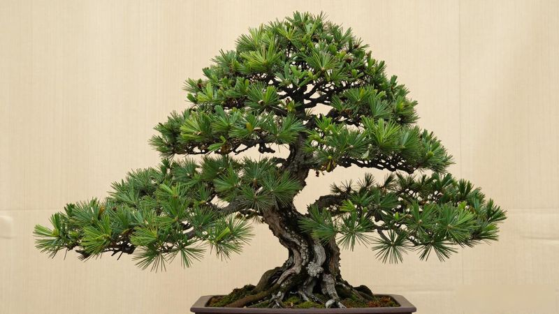 黑松粗枝修剪原则_黑松粗枝修剪最佳时间_黑松粗枝怎么修剪