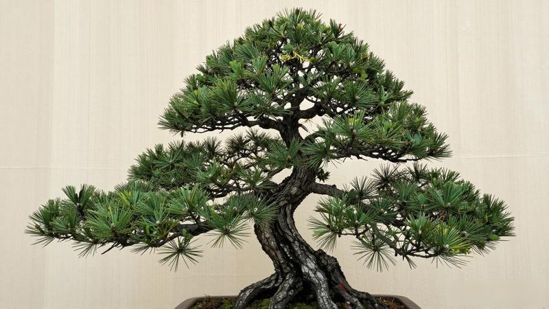 黑松盆景养护_黑松盆景越长越差怎么回事_黑松盆景土壤板结解决方法