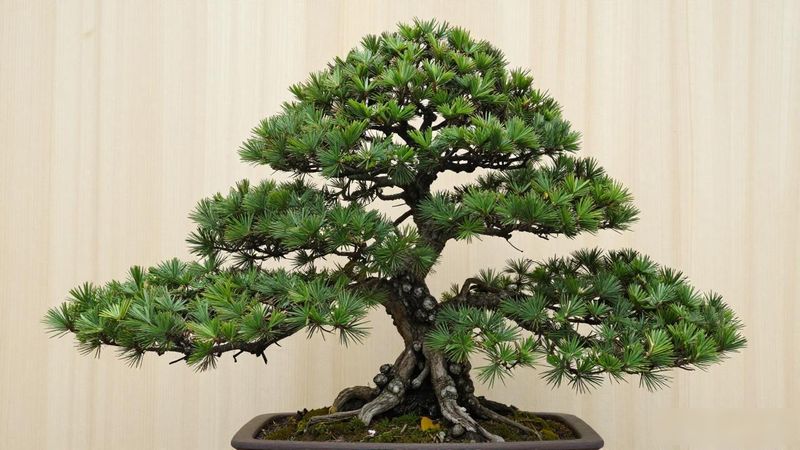 黑松黑斑病怎么防治_黑松黑斑病防治方法_黑松黑斑病杀菌剂选择
