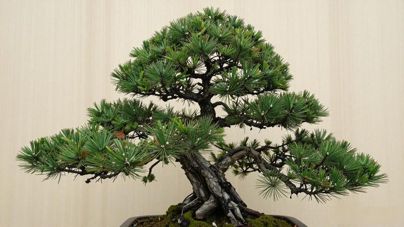 黑松根腐病用什么药_黑松镰刀菌防治药剂_黑松根腐病用什么药