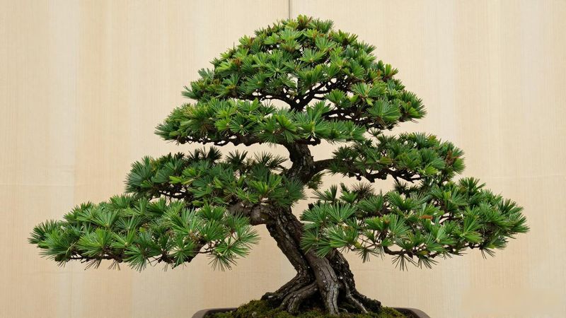 黑松盆景养护与销售技巧_出售二手黑松盆景_二手黑松盆景怎么卖