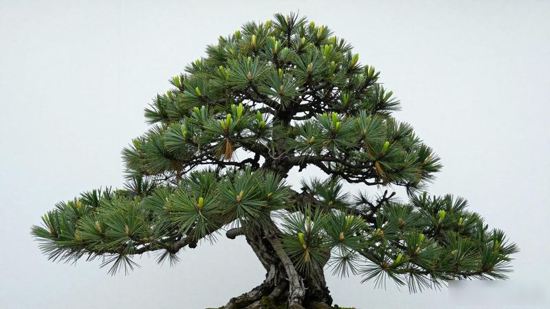 矮霸黑松针叶长度与密度_矮霸黑松枝干走势与皮色_矮霸黑松怎么鉴赏