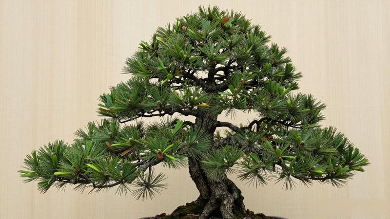 矮霸黑松怎么鉴赏_矮霸黑松针叶长度与密度_矮霸黑松枝干走势与皮色
