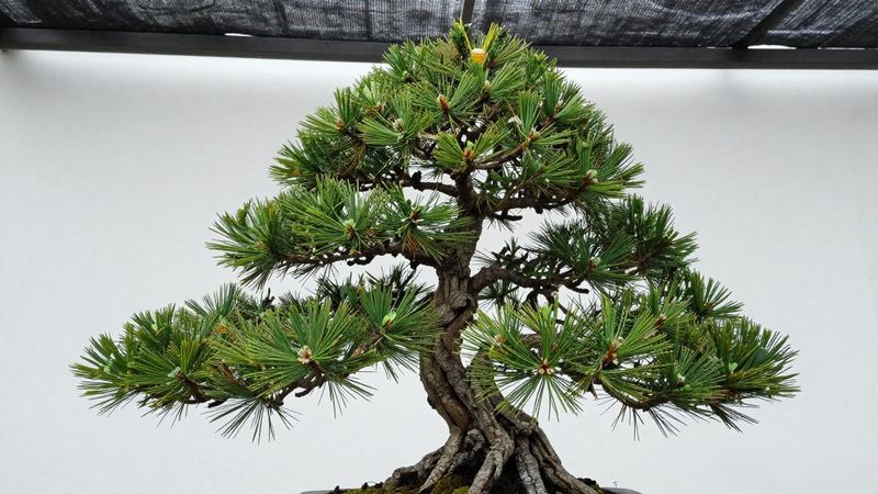 矮霸黑松针叶长度与密度_矮霸黑松怎么鉴赏_矮霸黑松枝干走势与皮色