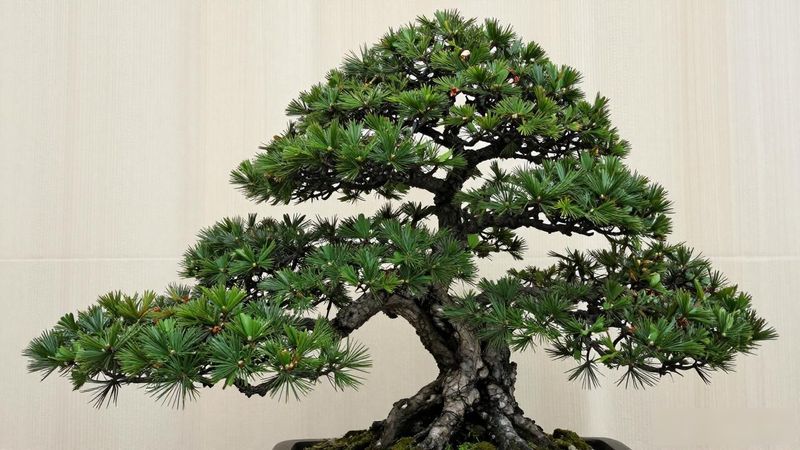 黑松下山桩回收_选桩处理根部挖取过程_黑松下山桩回收业务