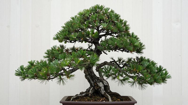 文人黑松树形特征_文人黑松单干直挺枝横疏朗_文人黑松的特点
