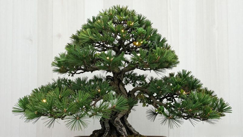 黑松造型三看一剪方法_黑松枝条疏密程度处理_黑松造型怎么设计图纸