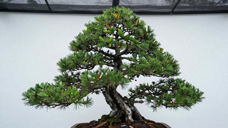 黑松直干盆景怎么选苗_选择黑松直干盆景苗关键指标_黑松直干盆景苗选购技巧