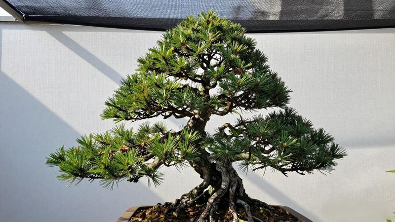 黑松丛林式盆景造型技巧步骤_黑松丛林盆景赏析_黑松丛林盆景选苗配土养护管理