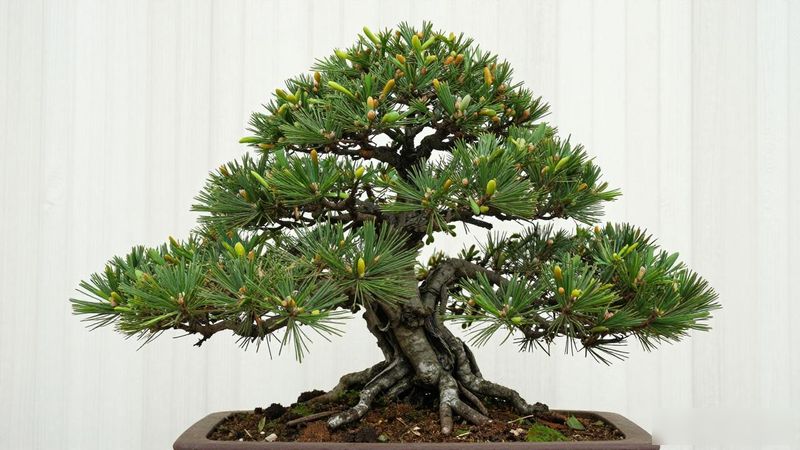 黑松直干盆景养护技巧_黑松直干盆景欣赏要诀_黑松直干盆景欣赏