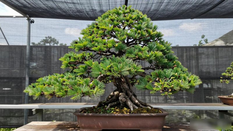 黑松风动式盆景枝条布局参数_黑松风动式盆景赏析_黑松风动式盆景造型手法